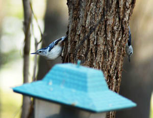 Two Nuthatches