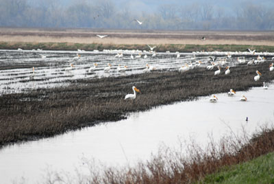 Pelicans