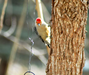 Red-Bellied Woodpecker