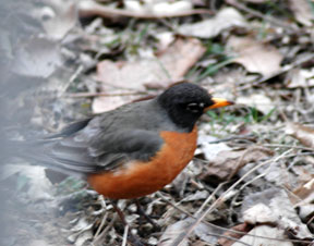 Robin