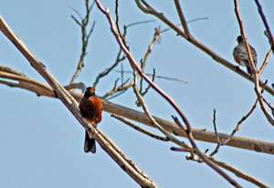 Pair of Robins