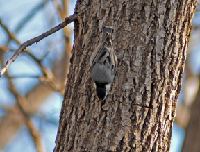 Sapsucker opening sunflower seed