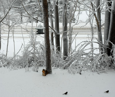 Crowded feeder area with birds and squirrel.