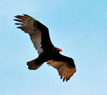 Vulture