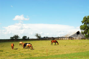 Horses grazing