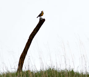 Western Meadowlark