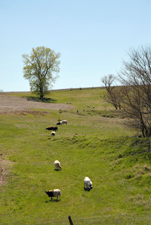 Sheep on hillside