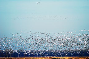 Bald Eagle soaring above snow geese