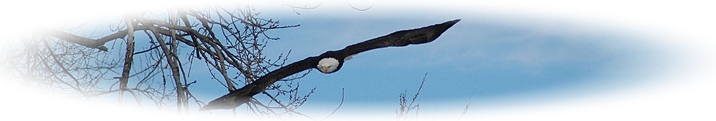 Header; Bald Eagle diving