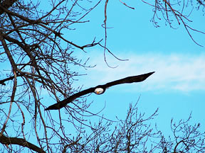 Bald Eagle gliding