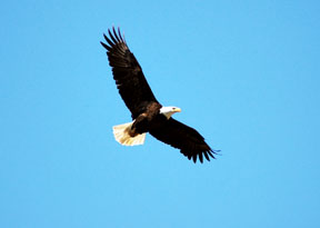 Bald Eagle in flight