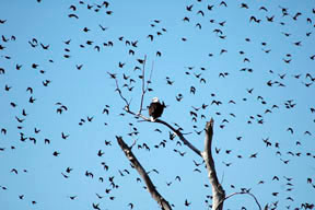 Bald Eagle harassed by bird flock