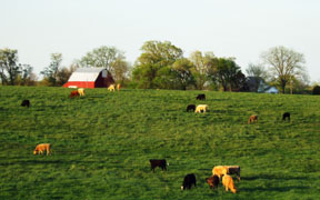Cows in Pasture