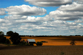 Barn and Wheatfield