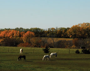 Horses in Meadow