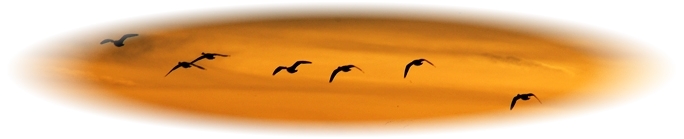 Sunset with Migrating Geese In Flight