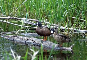 Male & Female Blue-winged Teals