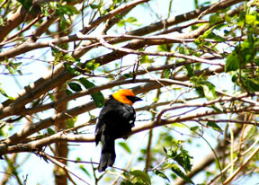 Yellow-headed Blackbird