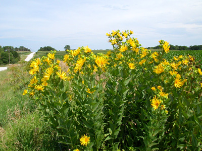 flowers